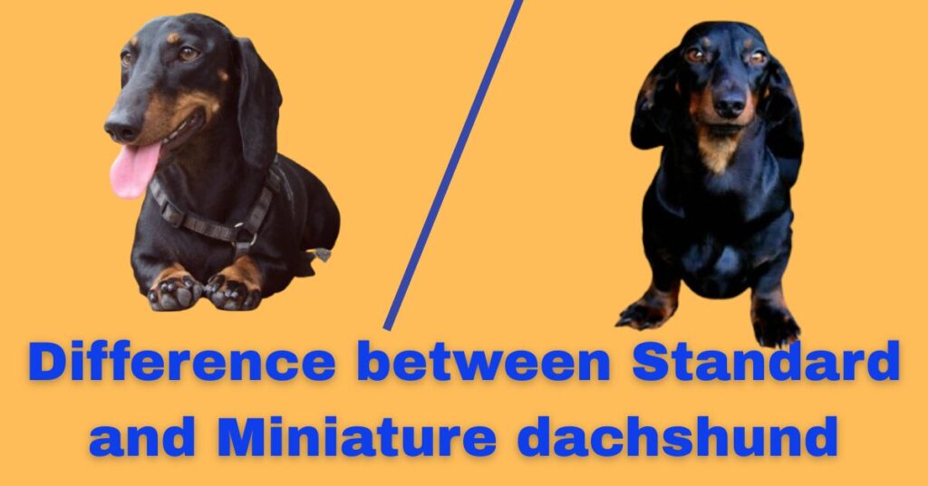 difference-between-standard-and-miniature-dachshund