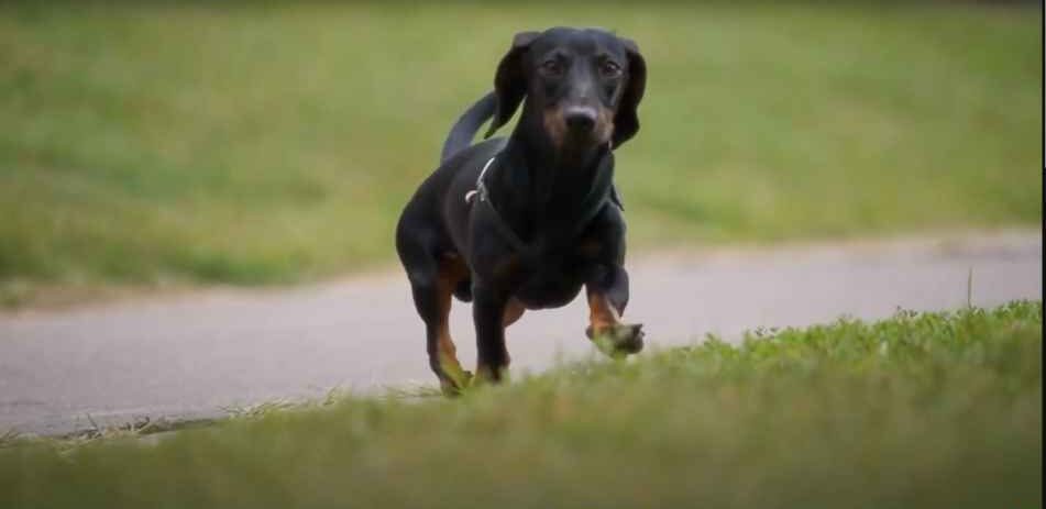 Can you let a dachshund off the lead