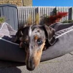 Dachshund-Sunbathing