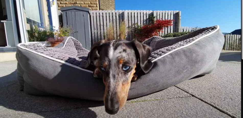Dachshund-Sunbathing