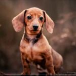 How-to-choose-a-dachshund-puppy