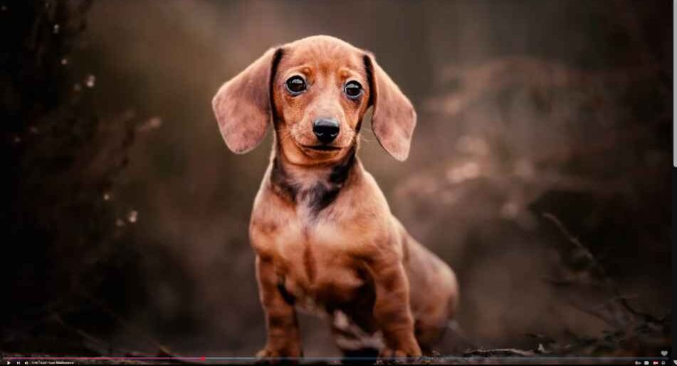 How-to-choose-a-dachshund-puppy