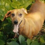 Tips-for-Dachshund-Owners