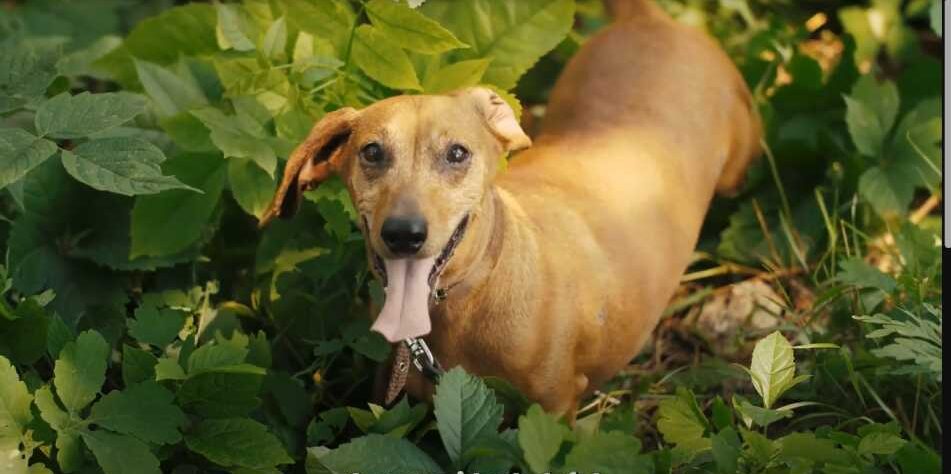 Tips-for-Dachshund-Owners