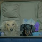 ravel-With-Dachshund