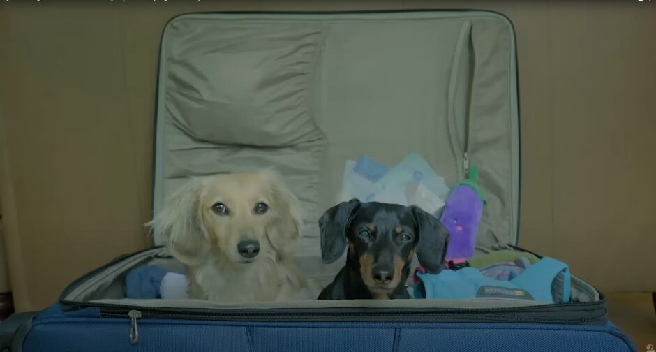 ravel-With-Dachshund