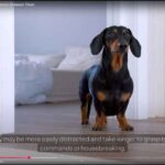 Why-Do-Dachshunds-Howl