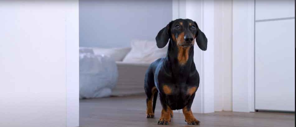 Why-Do-Dachshunds-Howl