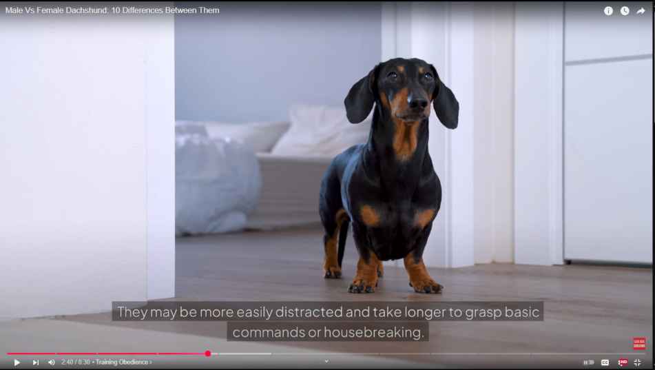 Why-Do-Dachshunds-Howl