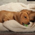 are-dachshund-good-with-children