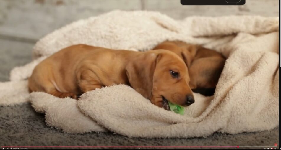 are-dachshund-good-with-children