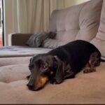 dachshund-laying-on-bed