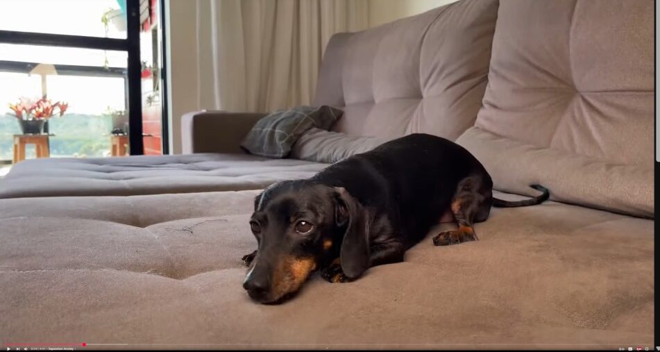 dachshund-laying-on-bed
