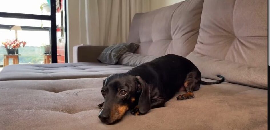 dachshund-laying-on-bed