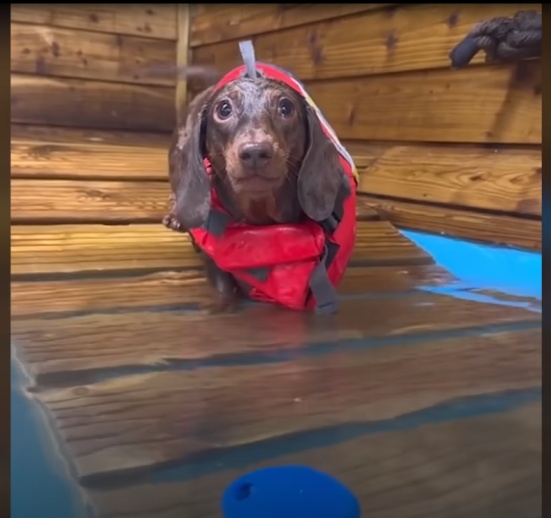 dachshund-swimming
