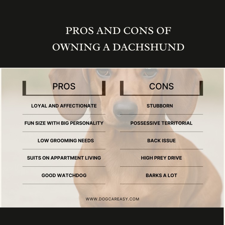 pros-and-cons-of-owning-a-dachshund