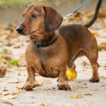 smooth-haired-dachshund-walking