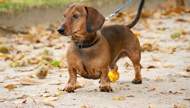 smooth-haired-dachshund-walking