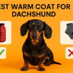 best-warm-coat-for-dachshund