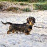 miniature-dachshund