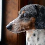 dapple-dachshund