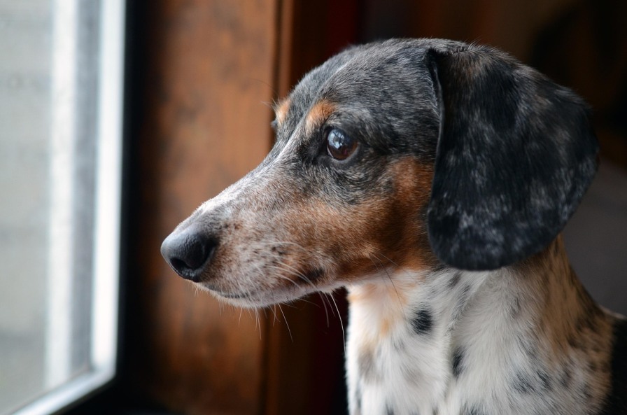 dapple-dachshund